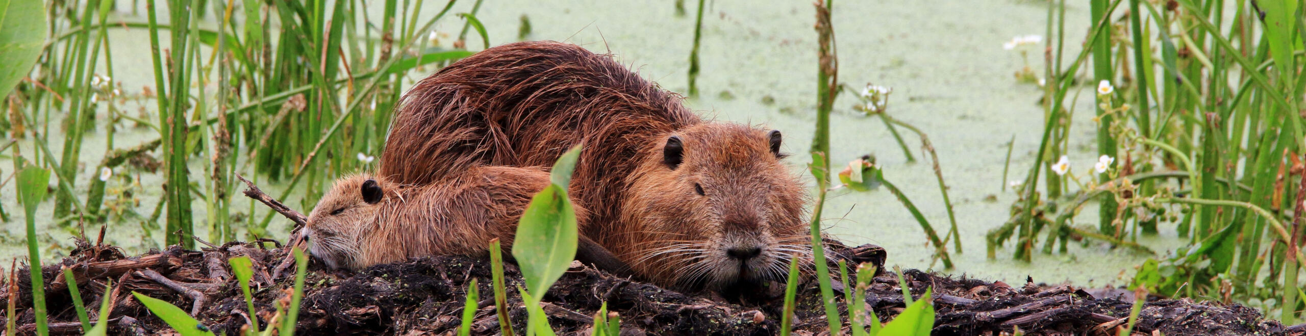 Family of nutria resting on a dirt mound during our nutria removal program.