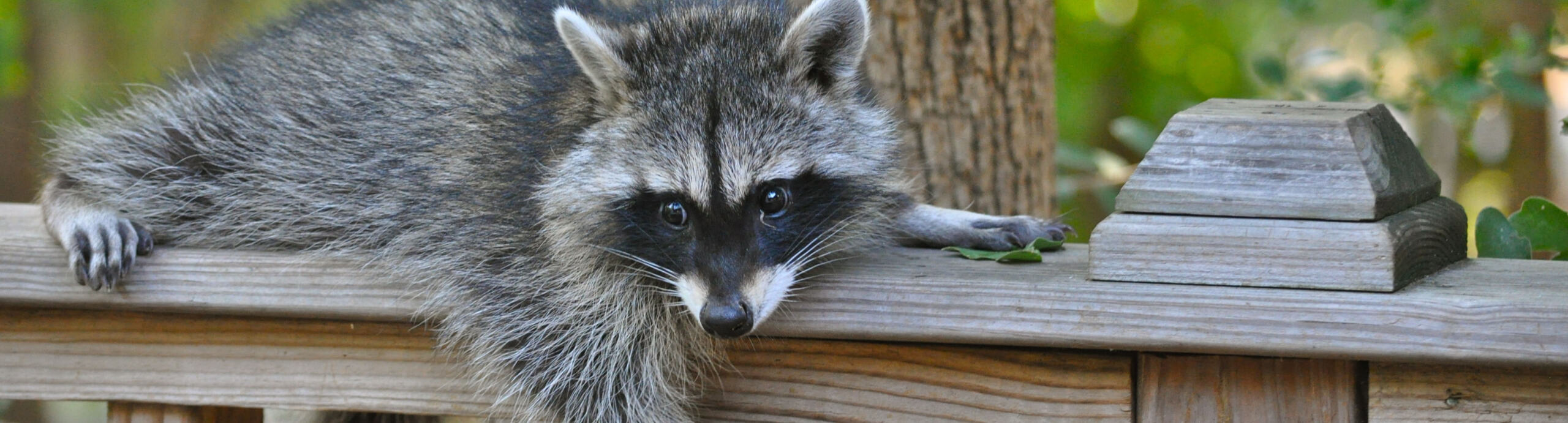 a raccoon laying on a deck in Austin, TX during our raccoon trapping program