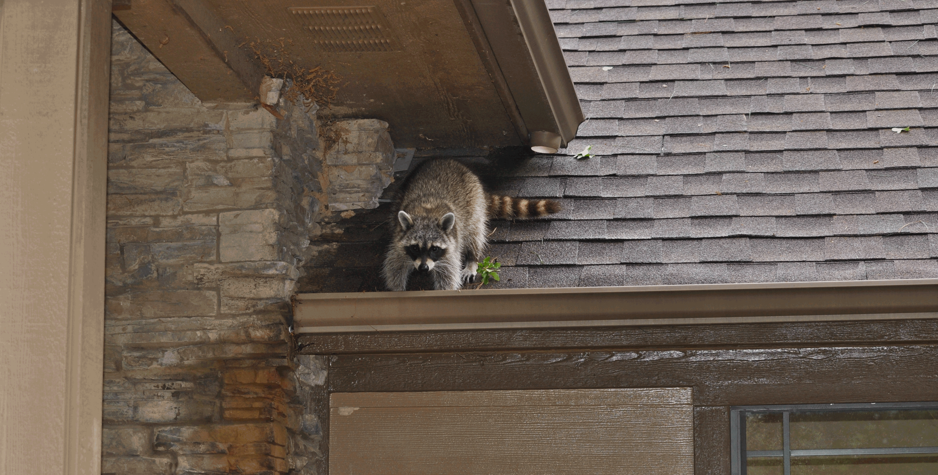 Phoenix Raccoon Removal