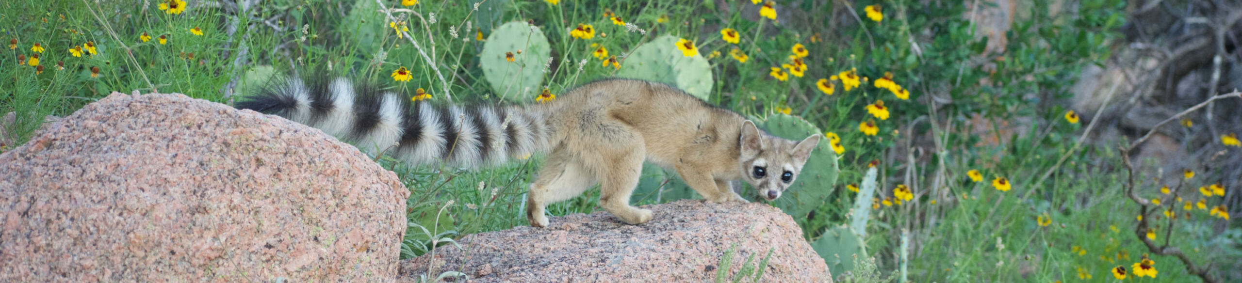 Ringtail Cat standing on a rock trying to avoid a wildlife trap.