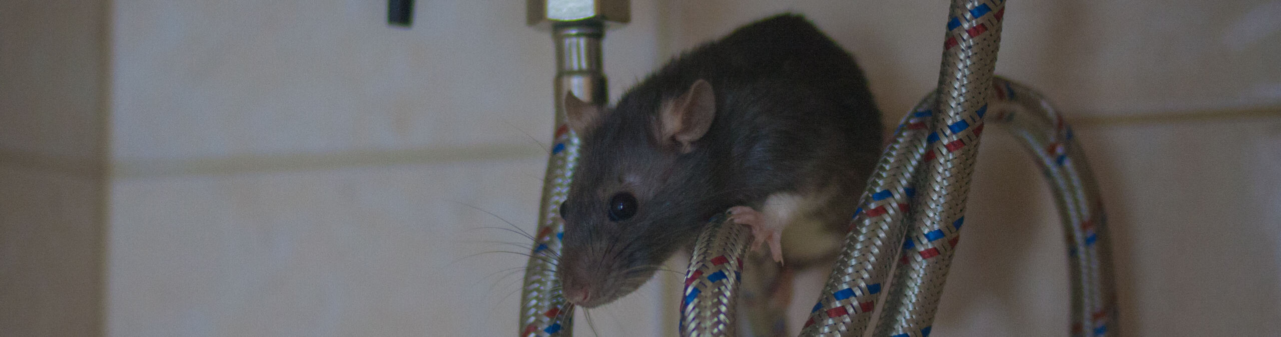 Humane rodent removal of a rat hiding under bathroom sink sitting on water lines.