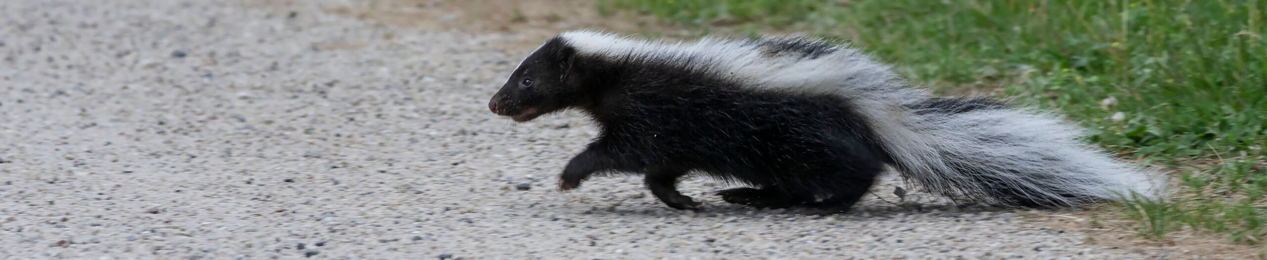 skunk running from a trap after successful Skunk control process.