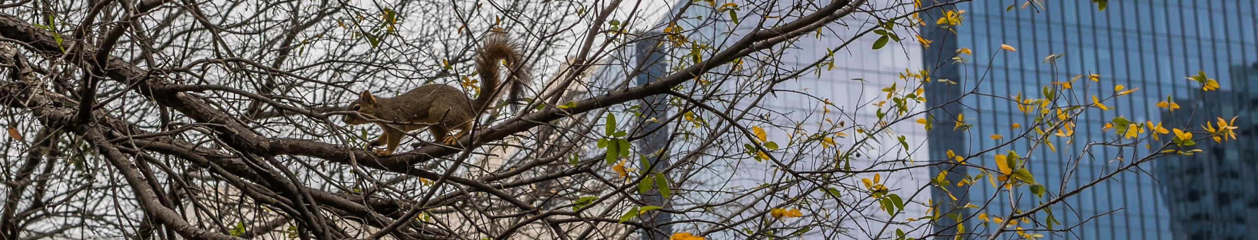 An Eastern fox squirrel sits cautiously on a tree branch at a park while we set squirrel traps in Austin, Texas