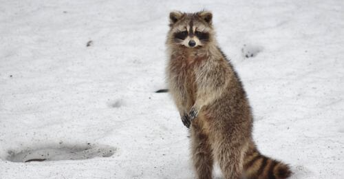 Raccoon standing in snow