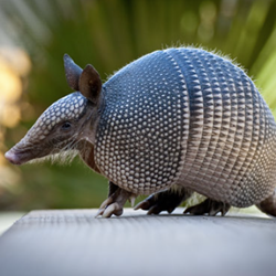 Armadillo control