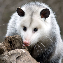 Opossum Removal and Control