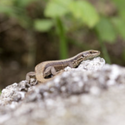 Lizard control and removal