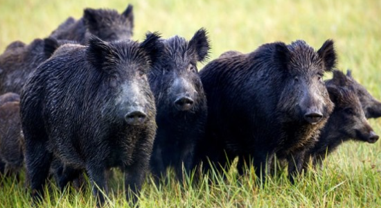 a pack of feral hog standing together