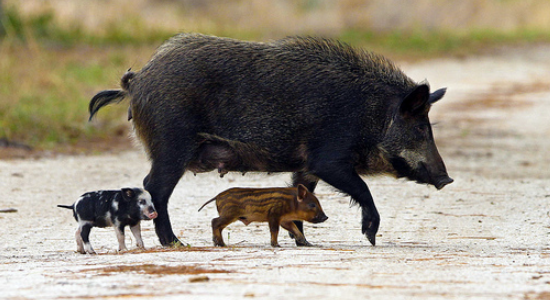 feral hog and its piglet crossing a road