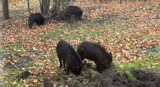 feral hogs looking for food in a forest