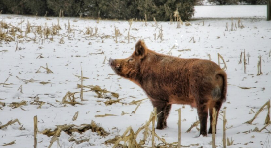 feral hog standing in the snow