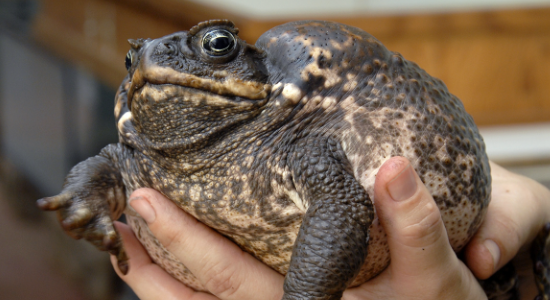 Cane toad control and removal services in Florida Cane toad control and removal services in Florida