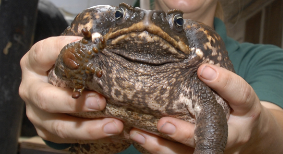 Cane toad removal from a Florida property Cane toad removal from a Florida property