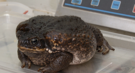 Cane toad prevention and property mitigation in Florida Cane toad prevention and property mitigation in Florida