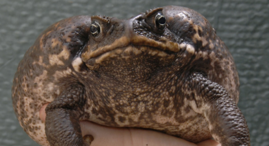 Cane toad being hold by professional Cane toad being hold by professional