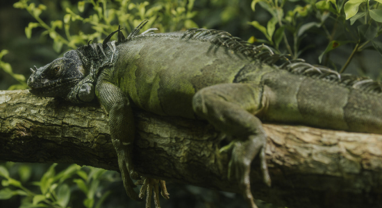 Iguana prevention and property mitigation in Florida Iguana prevention and property mitigation in Florida
