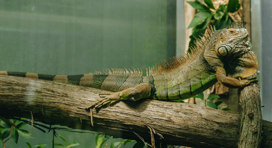 an Iguana laying down an Iguana laying down