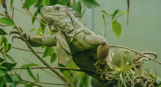 Green iguana control and removal services in Florida Green iguana control and removal services in Florida
