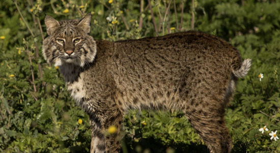 Bobcat control and wildlife management services in Florida Bobcat control and wildlife management services in Florida