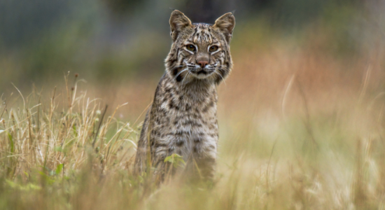 a bobcat hiding in the tall grass a bobcat hiding in the tall grass