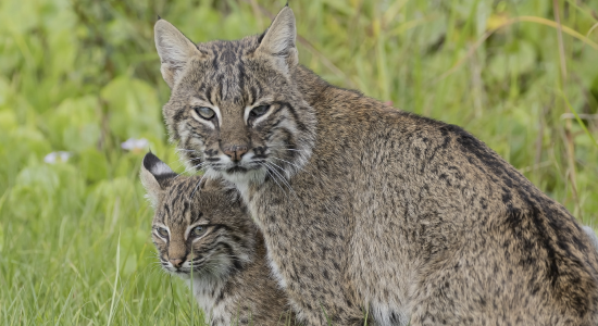 Bobcat control and removal services in Florida