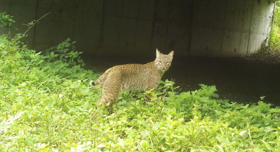 a bobcat close to a water way a bobcat close to a water way