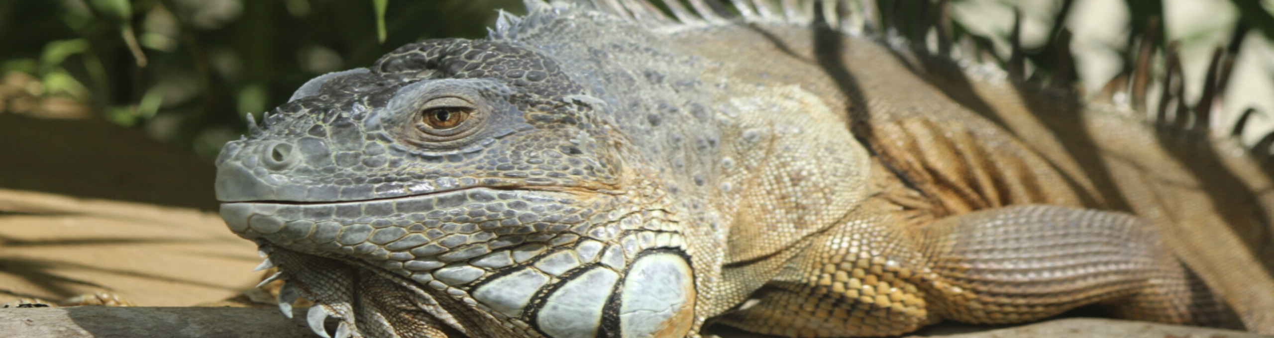 Iguana laying on tree branch