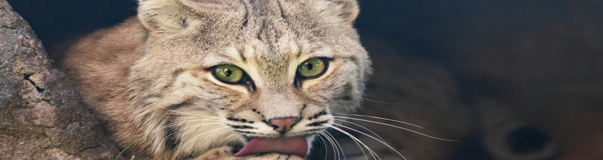 Bobcat control