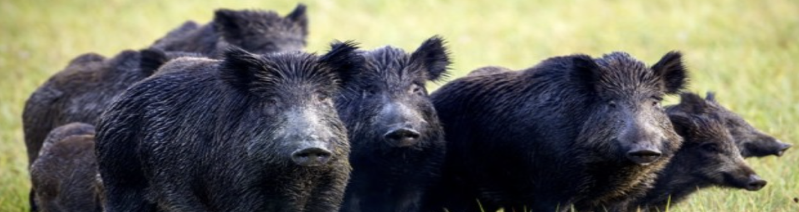 feral hog control