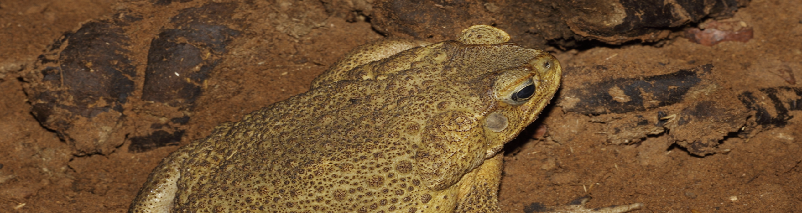 cane toad control service